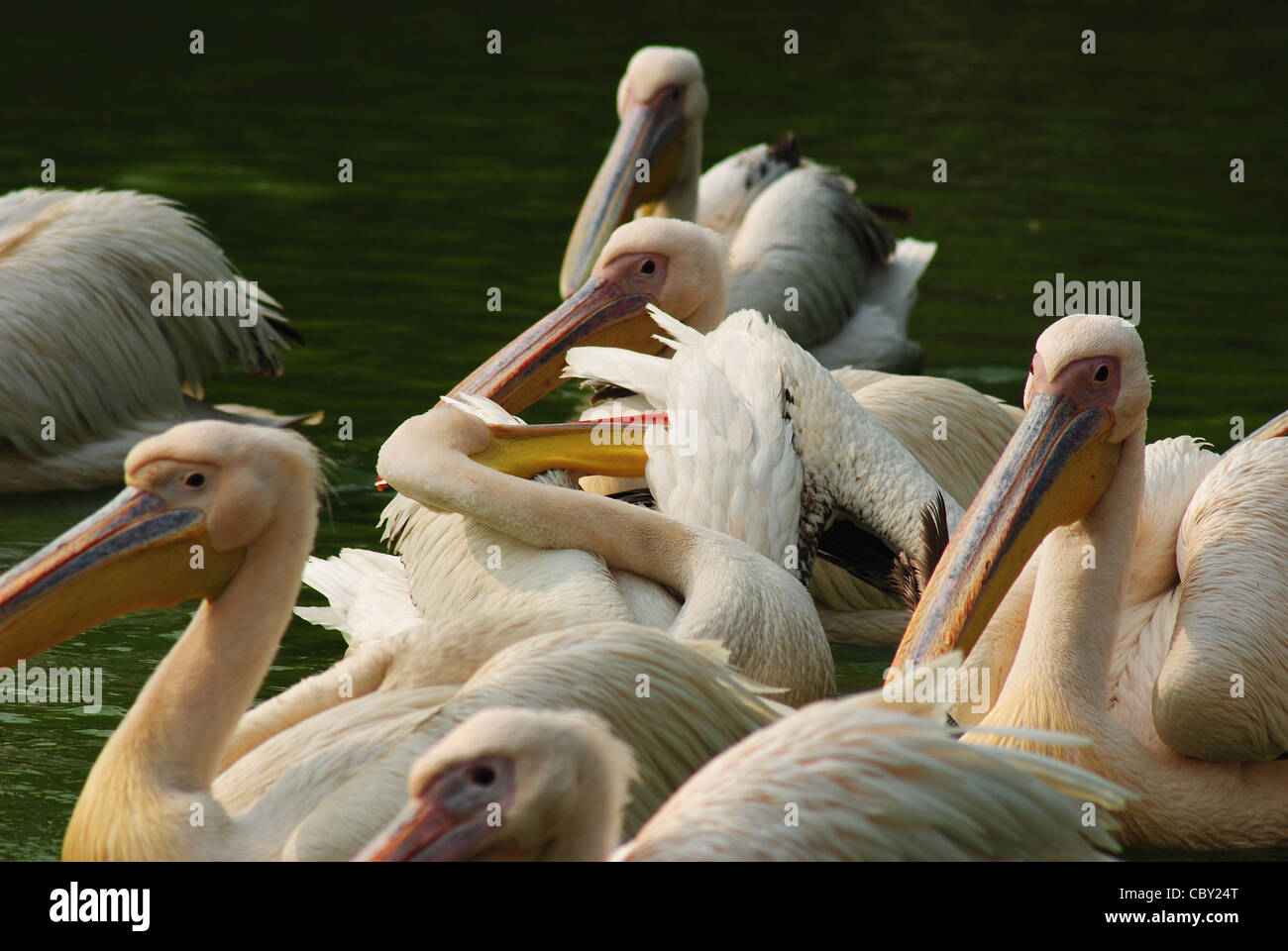 rosy pelicans,great  white pelicans,(pelecanus onocrotalus),pelicans,birds,indian wildlife. Stock Photo