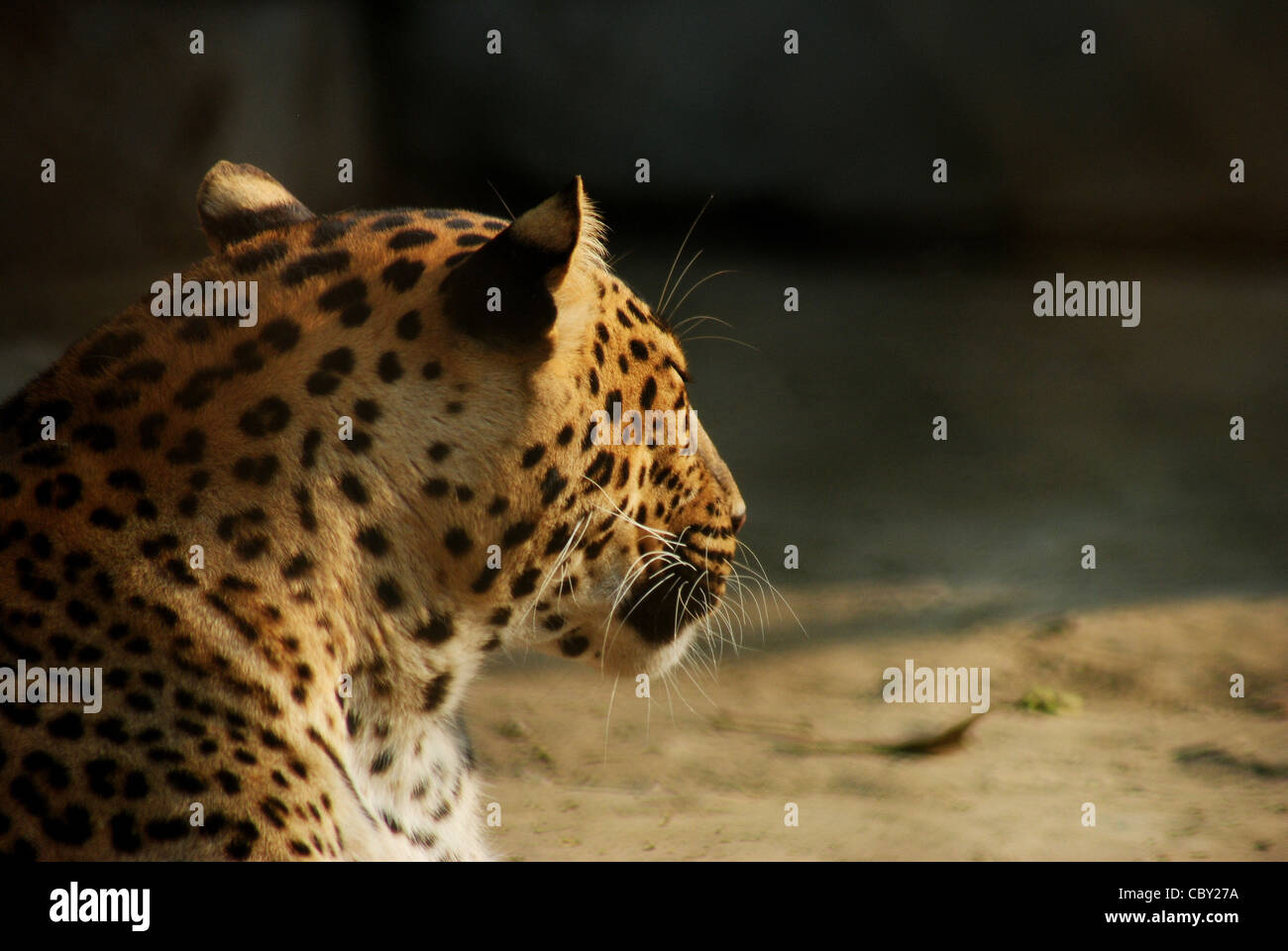 leopard (Panthera pardus fusca),indian wildlife,india Stock Photo