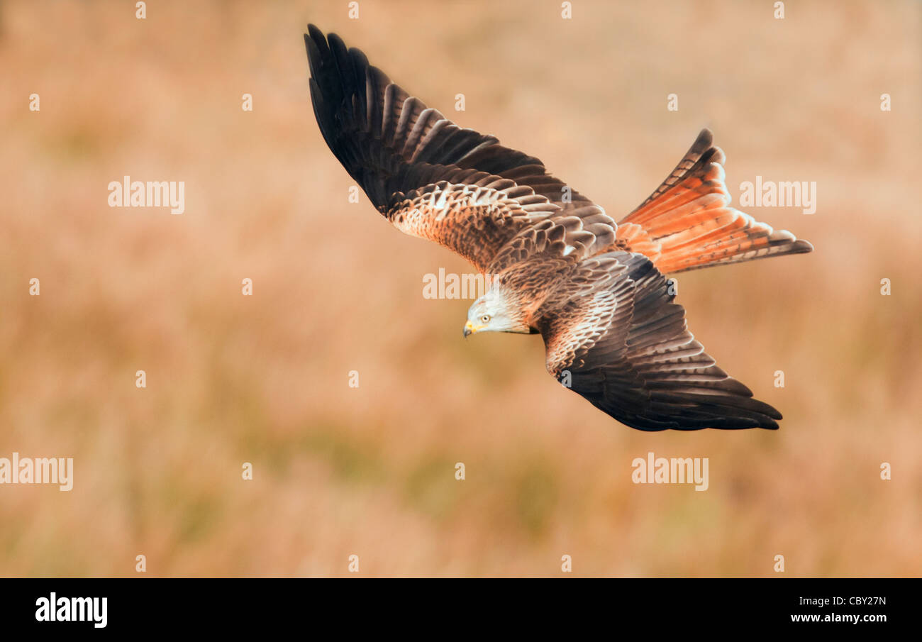 Red Kite Milvus milvus flying low over Welsh Countryside Stock Photo