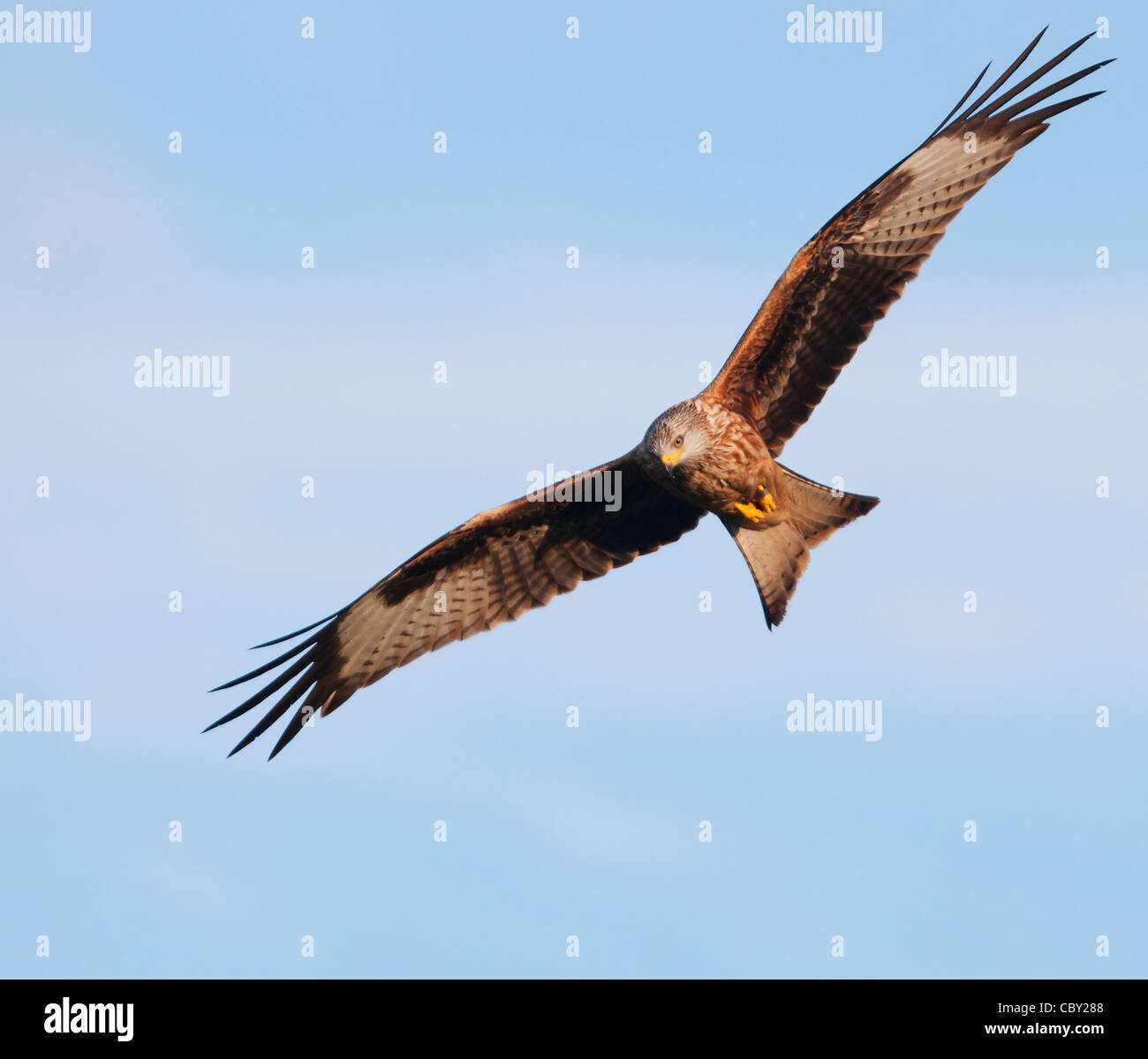 Red Kite Milvus milvus Stock Photo