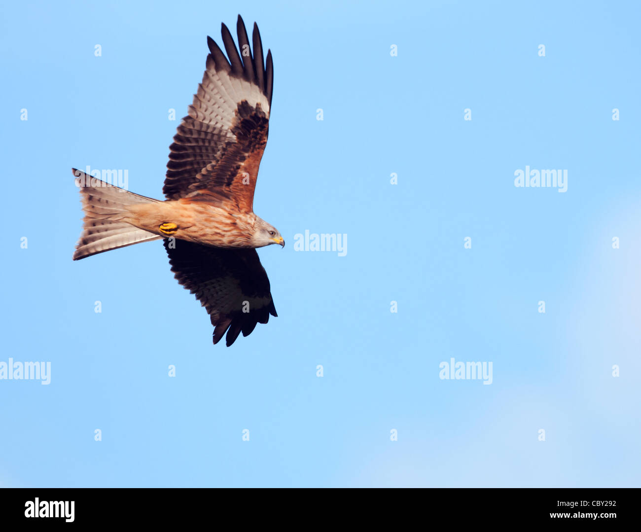 Red Kite Milvus milvus Stock Photo