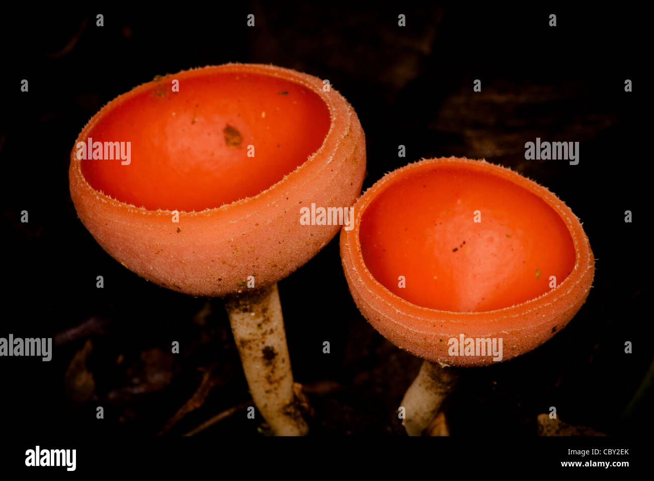 Cup Fungi on the rainforest floor in Altos de Campana national park, Panama province, Republic of Panama. Stock Photo
