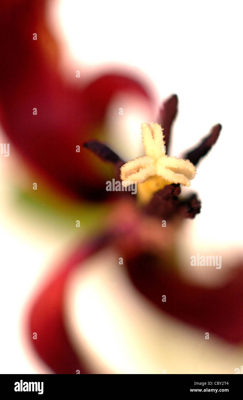 Close up of red tulip Stock Photo - Alamy