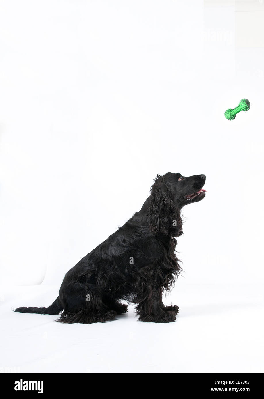 black cocker spaniel toy