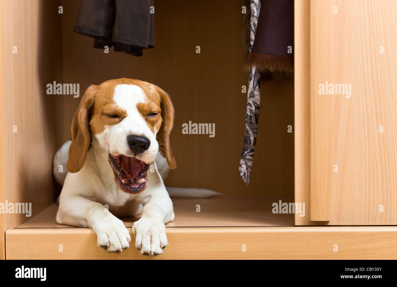 The missing dog has climbed in a wardrobe. Stock Photo
