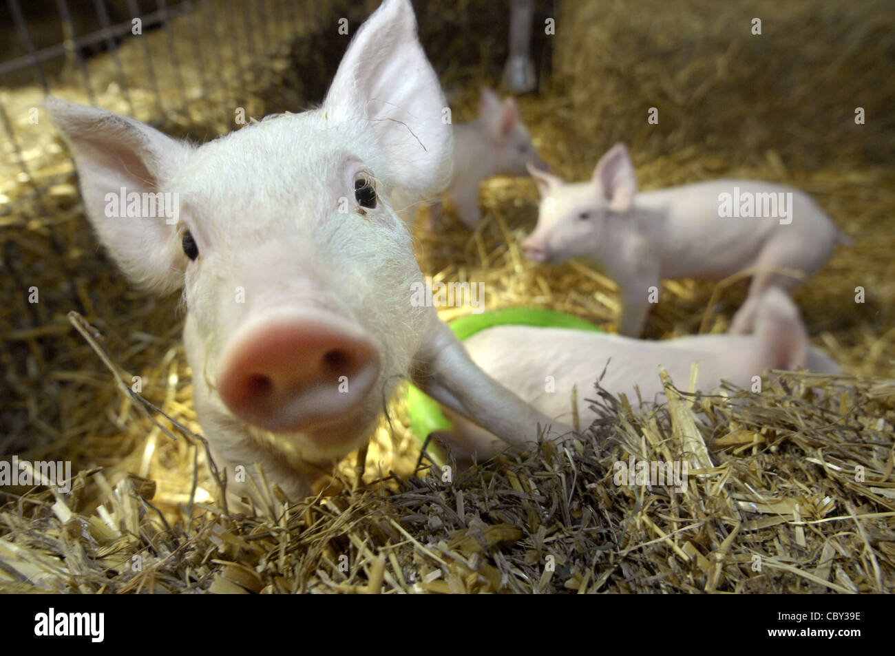 Piglets in a barn Stock Photo