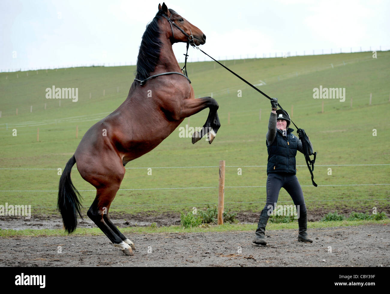 Young race horse being trained. Stock Photo