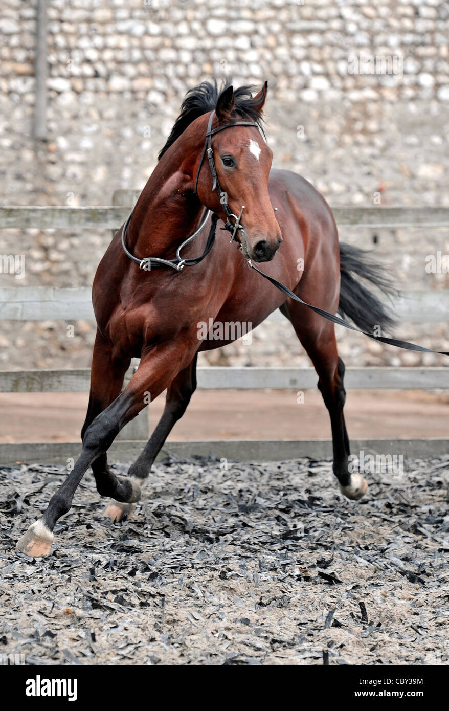 Young race horse being trained. Stock Photo