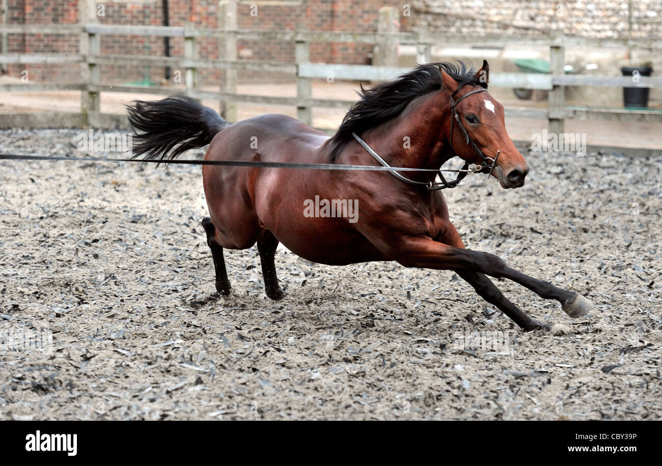 Young race horse being trained Stock Photo Alamy