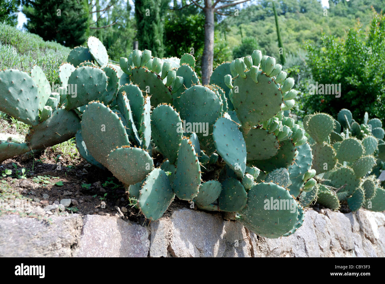 Cactus Opuntia ficus indica in the Botanical Garden of Merano. Stock Photo