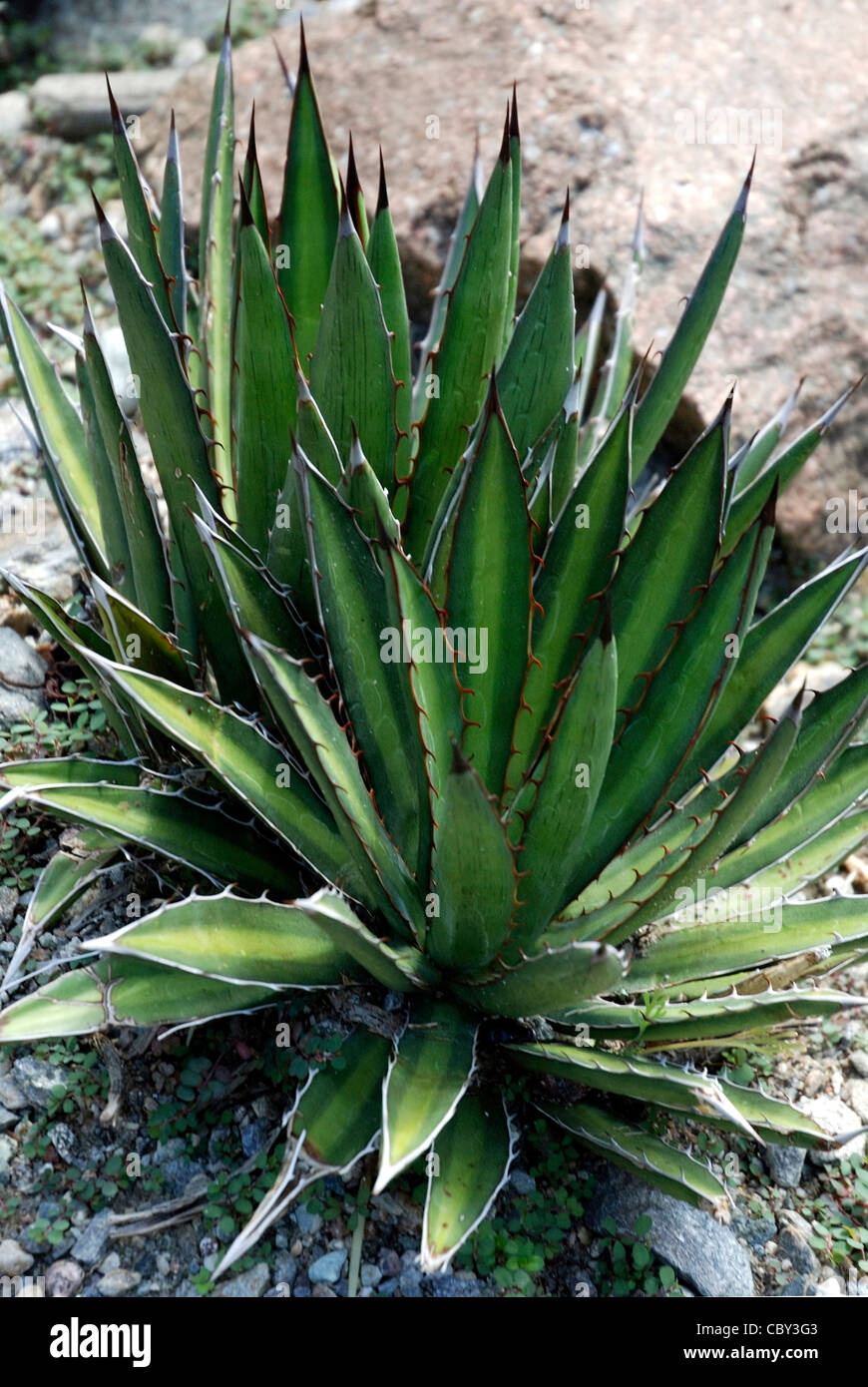 Agave parviflora in the botanical garden of Merano Stock Photo - Alamy