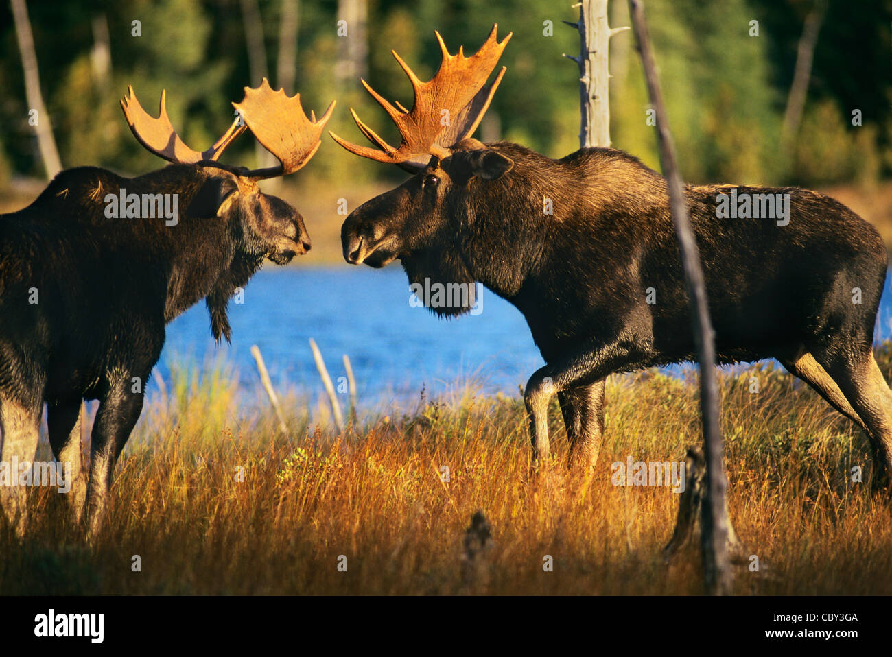 Bull moose fighting hi-res stock photography and images - Alamy