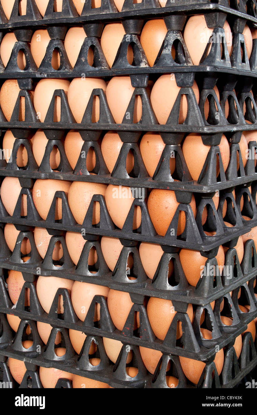 A picture of hen eggs rows pattern box food background Stock Photo