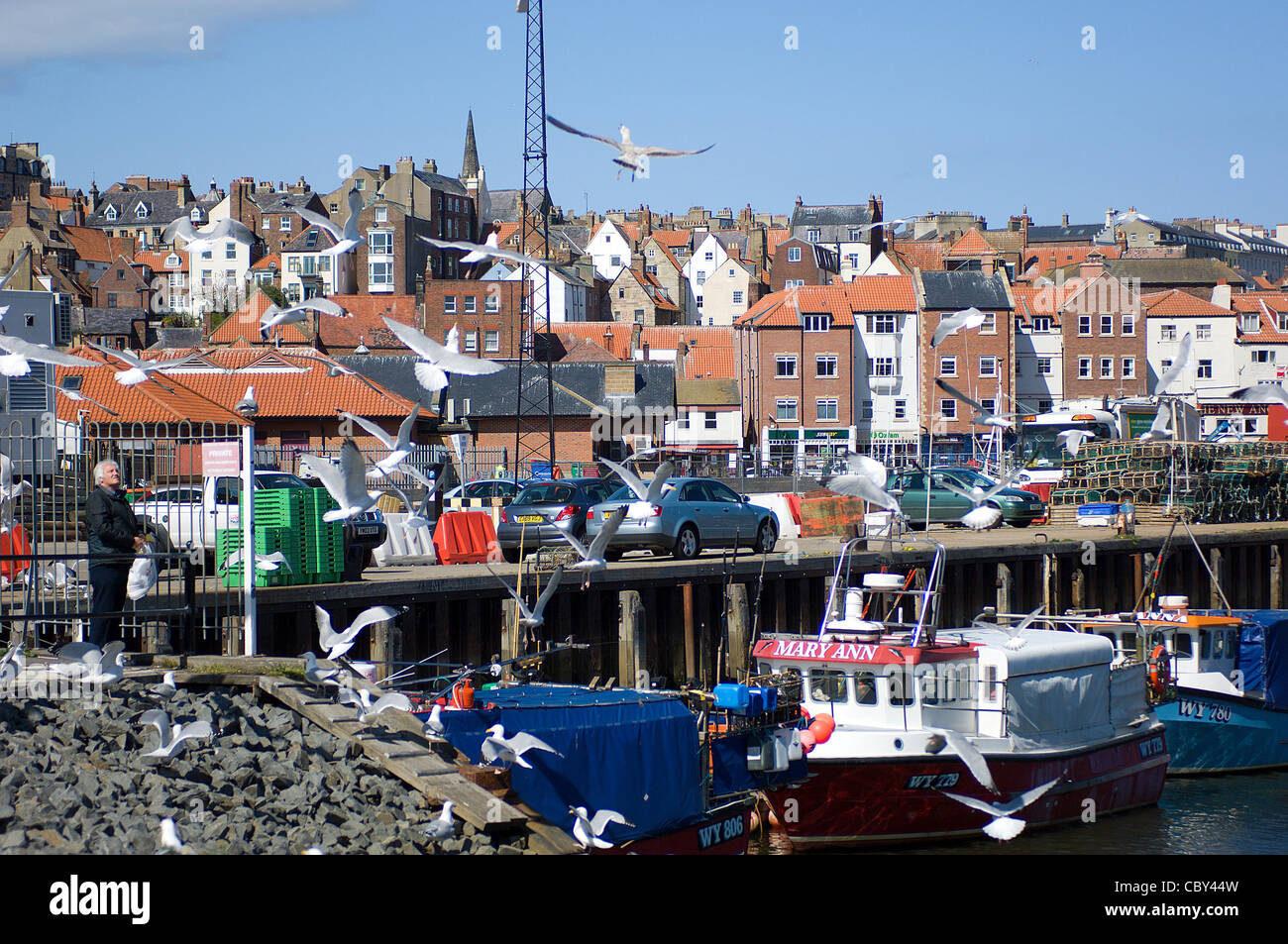 The large seagull population is evidence of the fact that the town of Whitby in N Yorks, England is a flourishing fishing port. Stock Photo