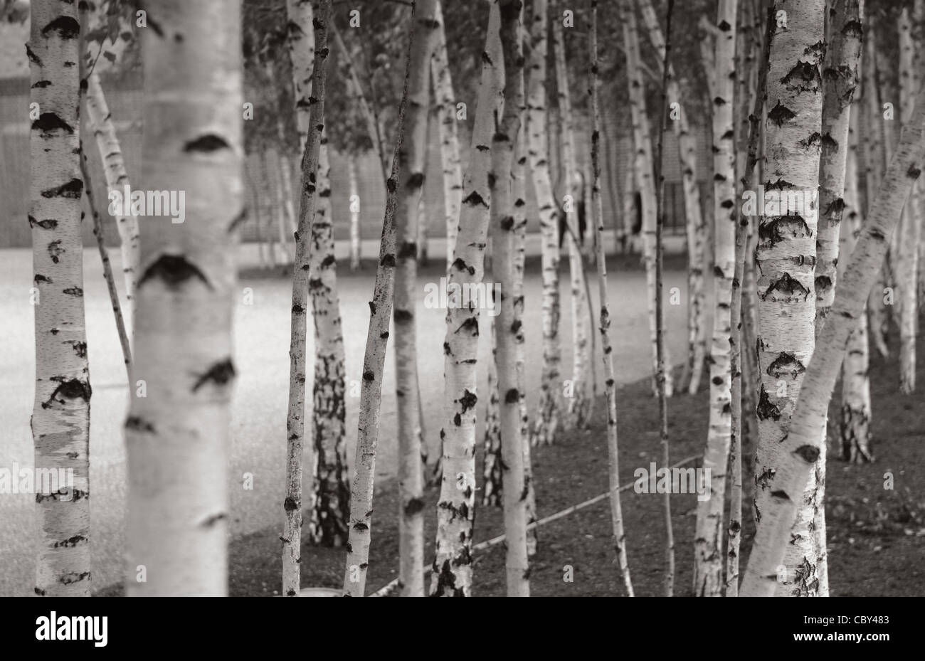 Silver birch trees outside The Tate Modern building on the south bank of the River Thames in London. Stock Photo