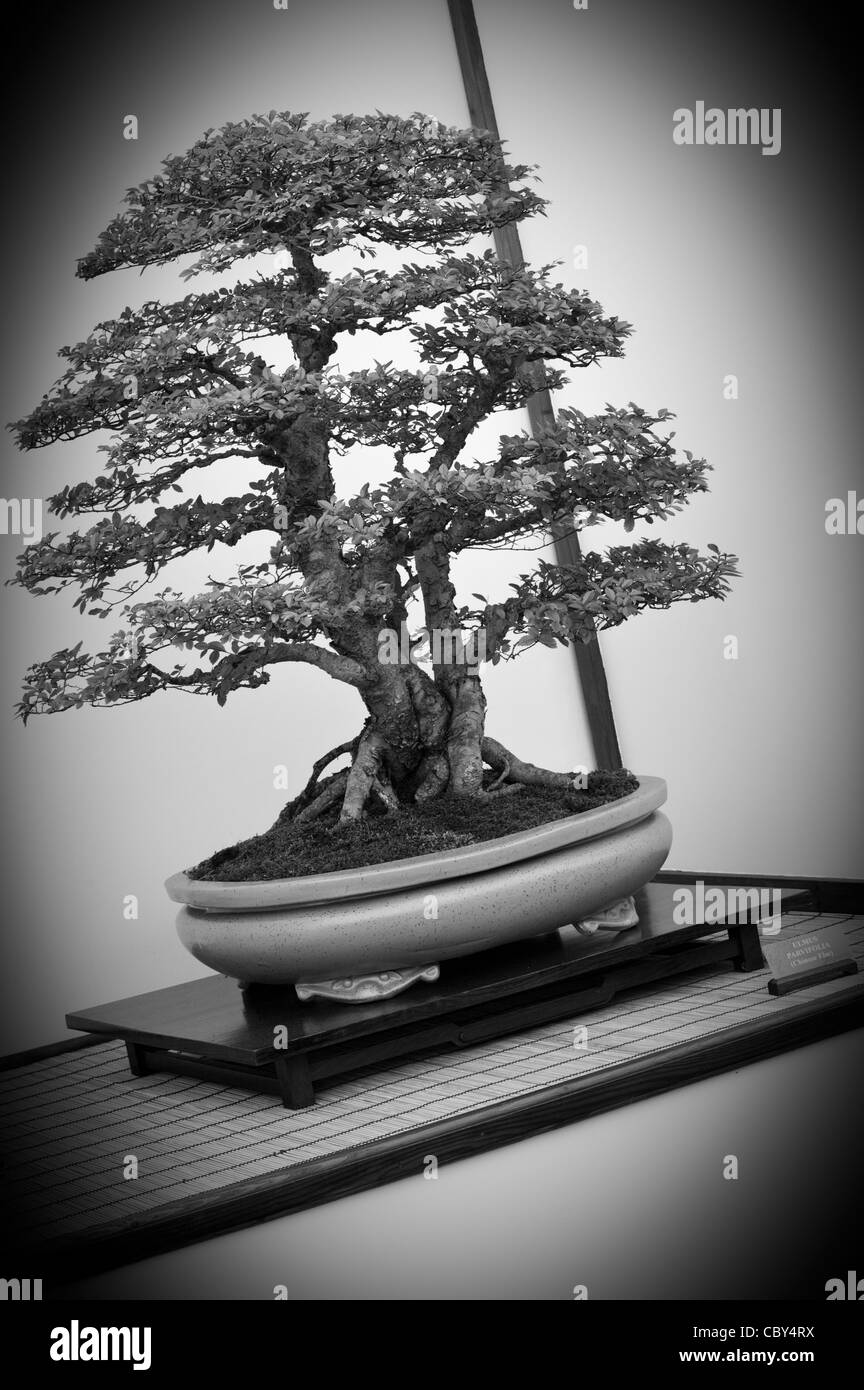 Black & White Shot of Bonsai Tree on Display at the Royal Hampton Court Flower Show Stock Photo