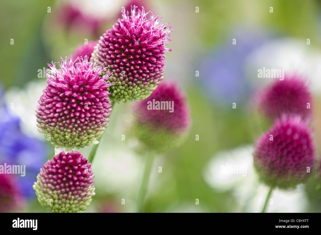 Closeup of flowers on display at the Royal Hampton Court Flower Show