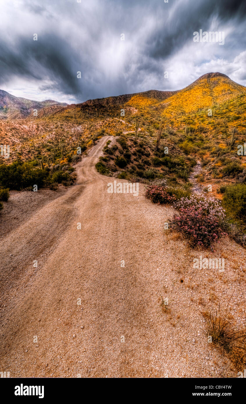 A small dirt road cuts through the Sonoran Desert near Sunflower