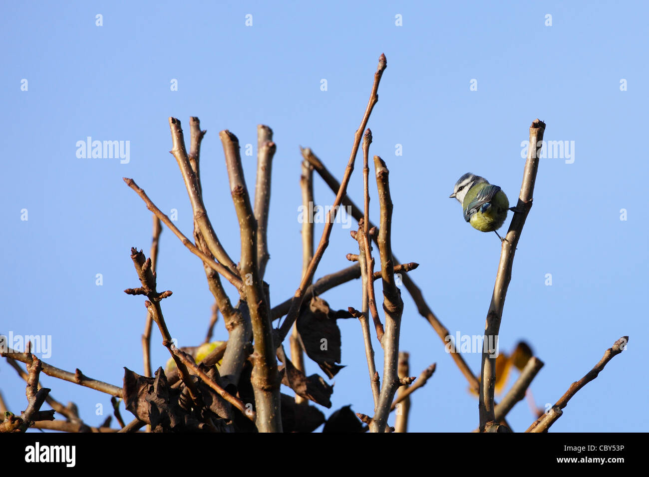 Blue Tit in tree : winter Stock Photo