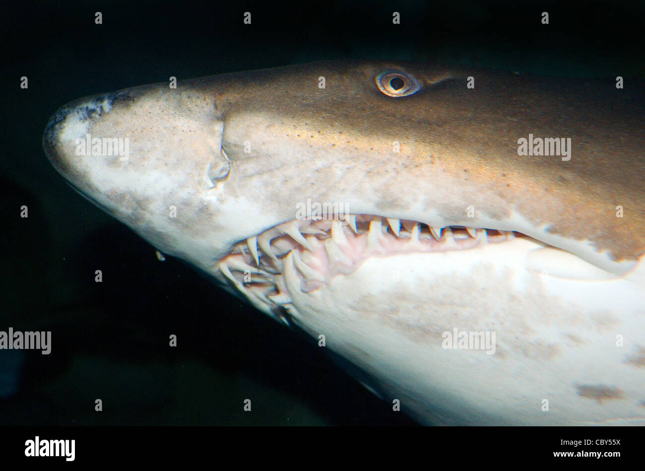 Portrait sand tiger shark, grey nurse shark, spotted raggedtooth shark, or bluenurse sand