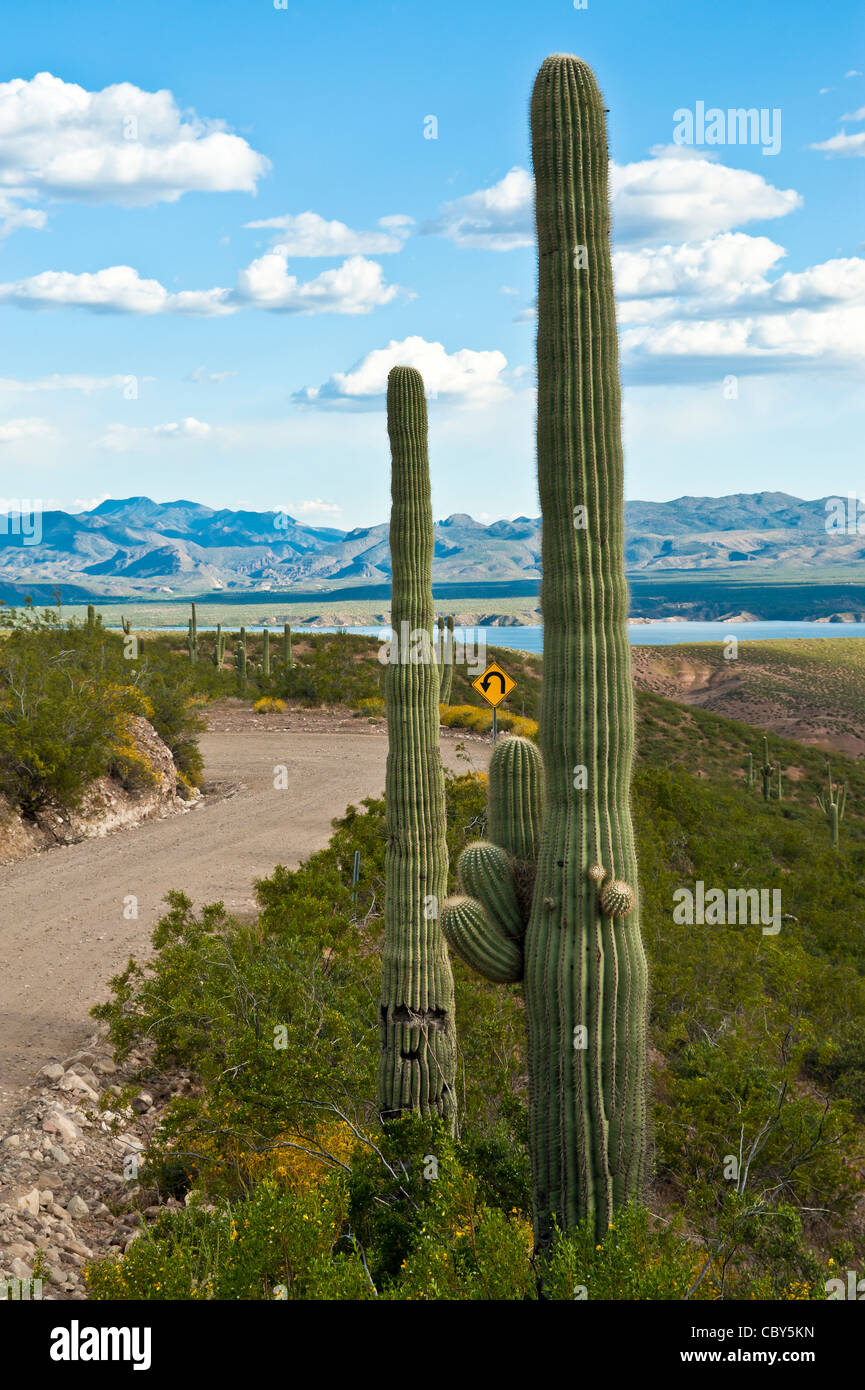 The scenery is great along A-Cross road which cuts through the beautiful Sonoran Desert north of Roosevelt Lake. Stock Photo