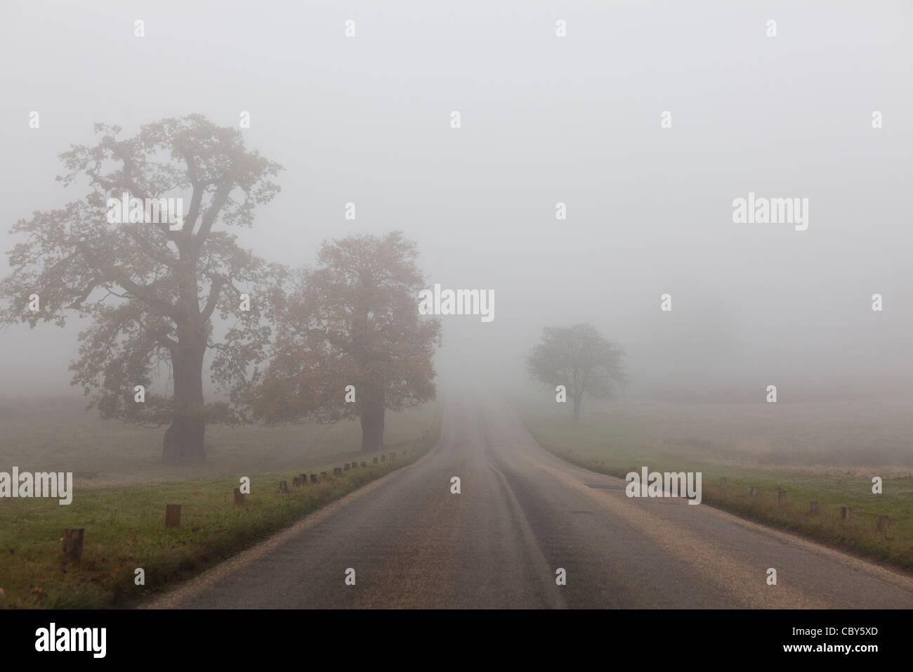 Fog in Richmond park,Surrey,England Stock Photo