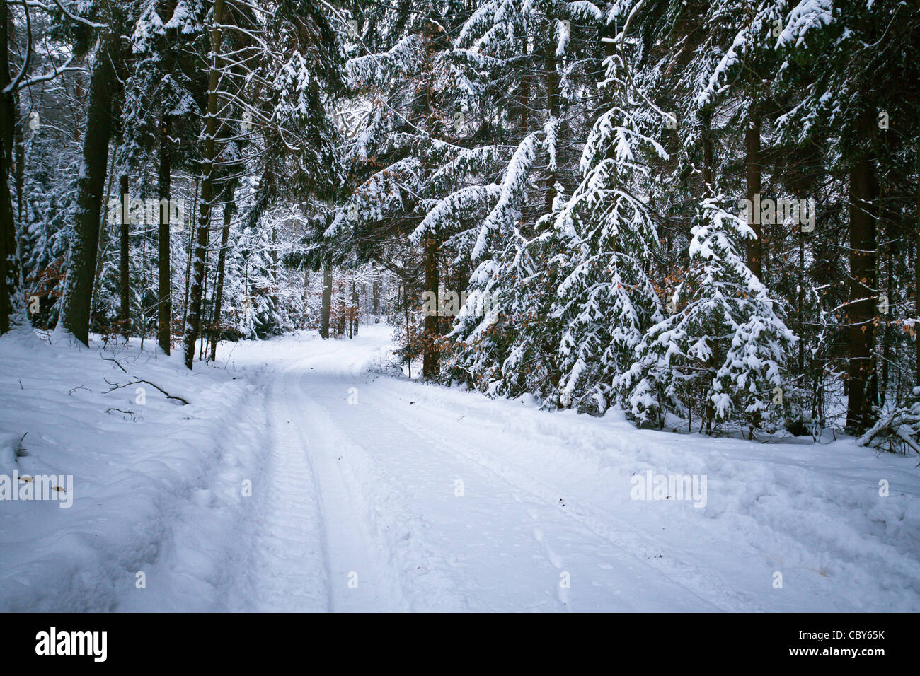 Snowy road in forest at winter Stock Photo