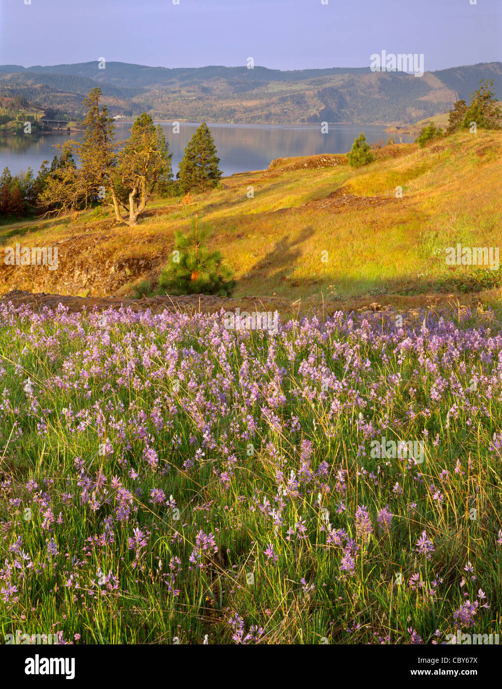 Camas blooms in Catherine Creek area; in the distance is the Columbia River, Columbia River Gorge Nat. Scenic Area, WA, USA Stock Photo
