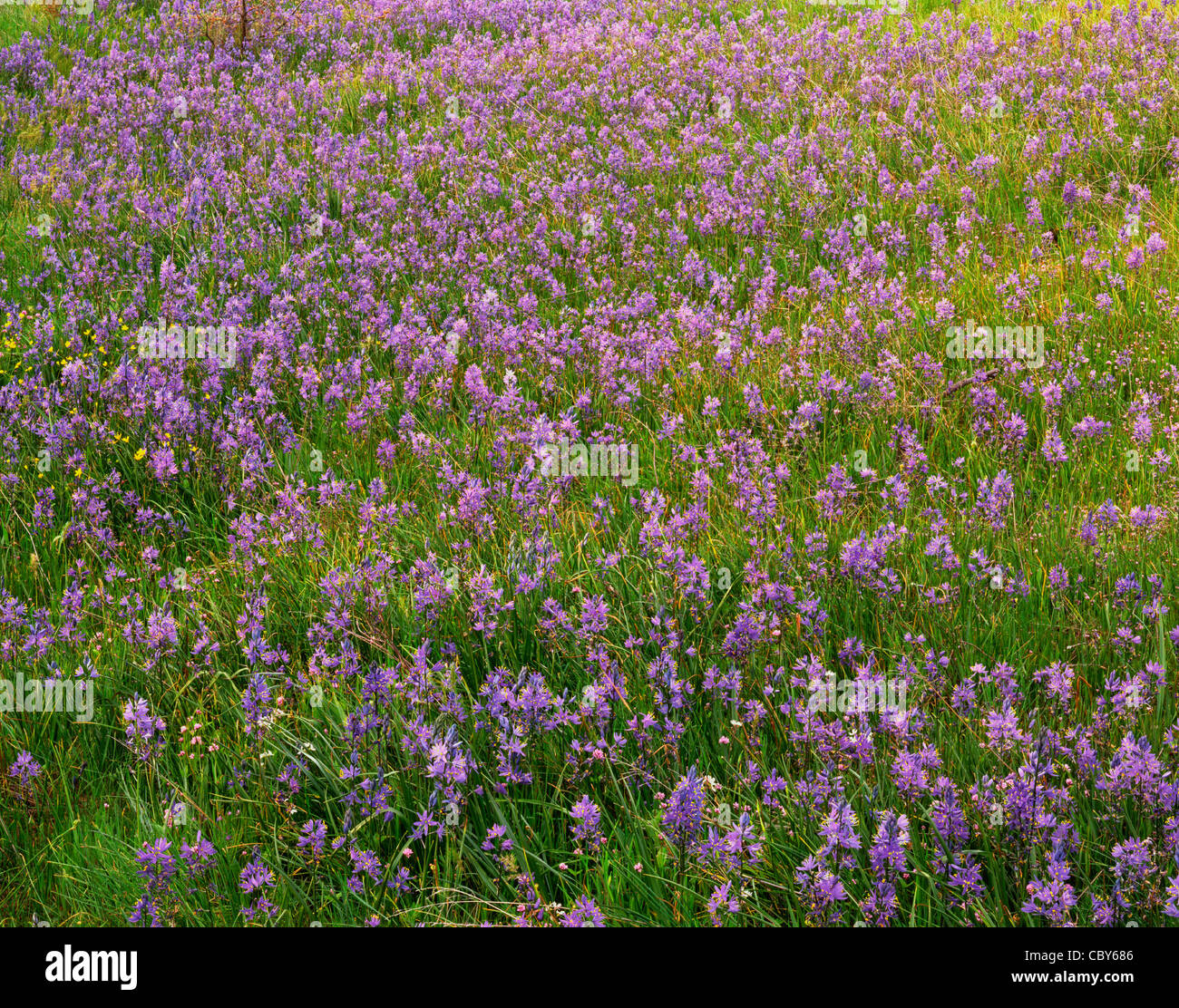 Common camas and scattered buttercup bloom in Catherine Creek area, Columbia River Gorge National Scenic Area, Washington, USA Stock Photo