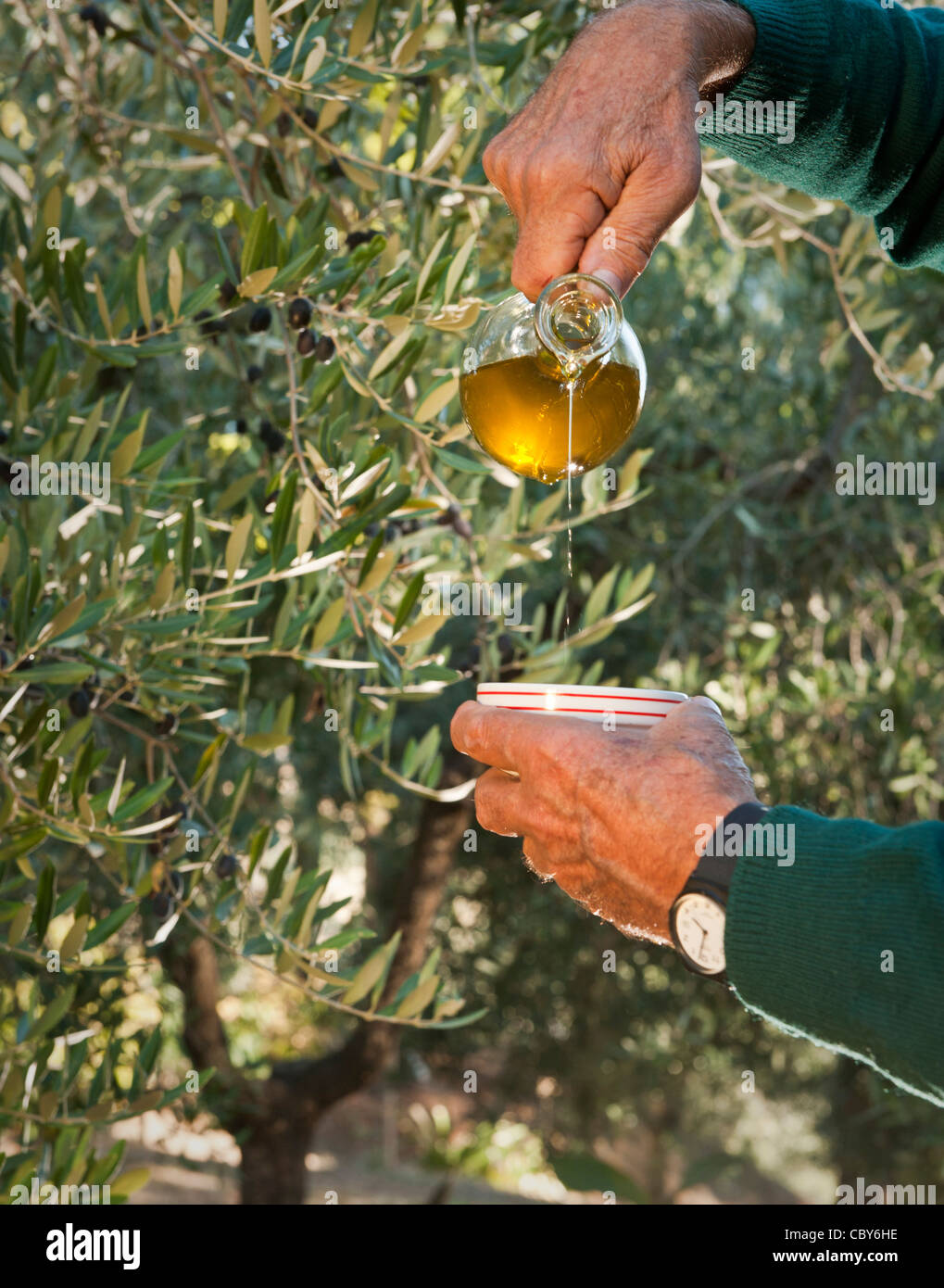 Italian olive farmer pouring oil against backdrop of olive trees where they were grown in Montecarotto, Ancona region of Italy Stock Photo