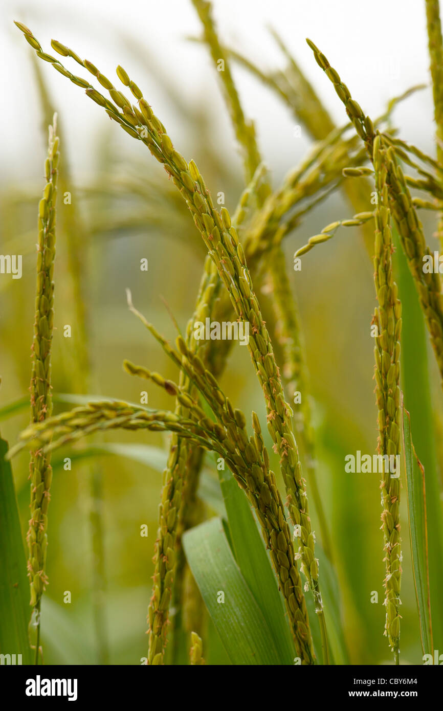 Rice Closeup Stock Photo