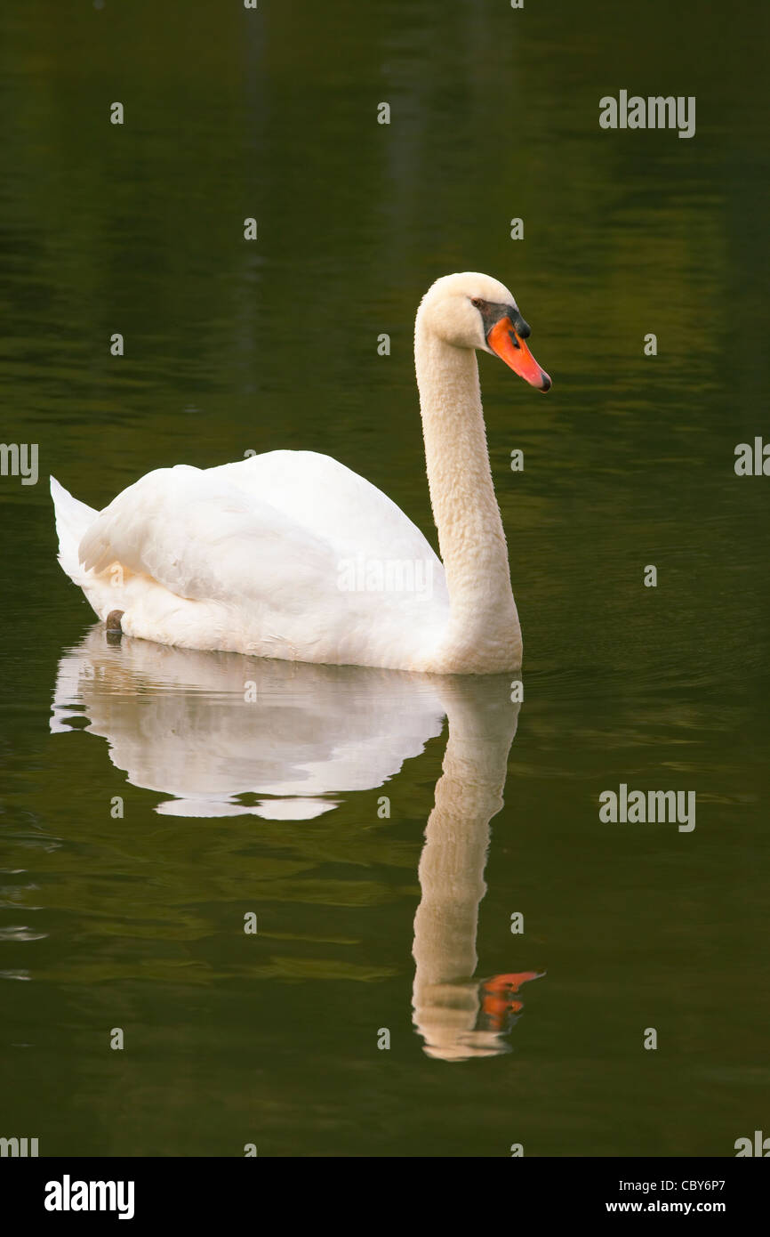 Swan with reflection in pond Stock Photo