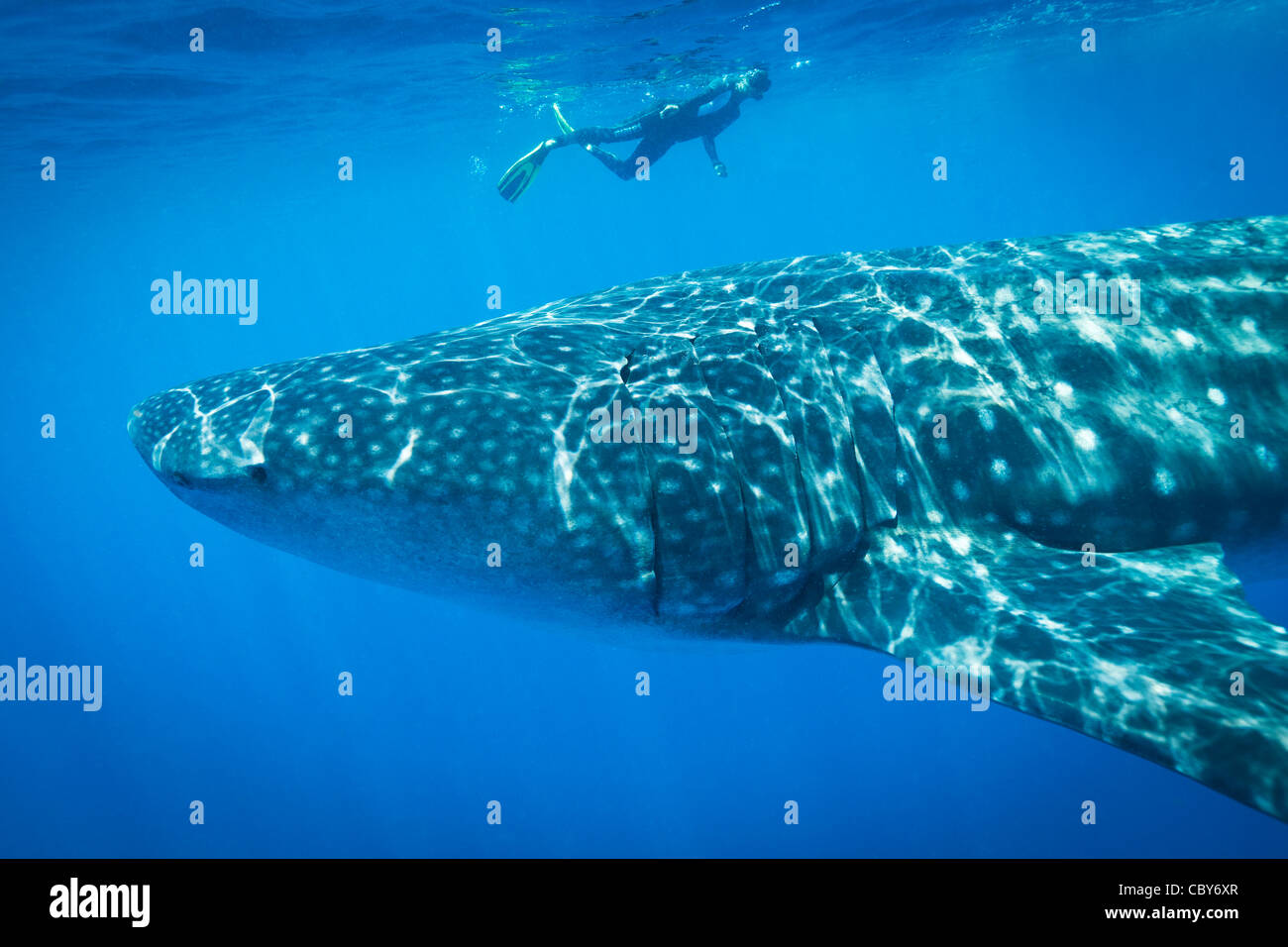 French lady from London, swimming above one of the larger whale sharks, Isla Mujeres, Mexico Stock Photo