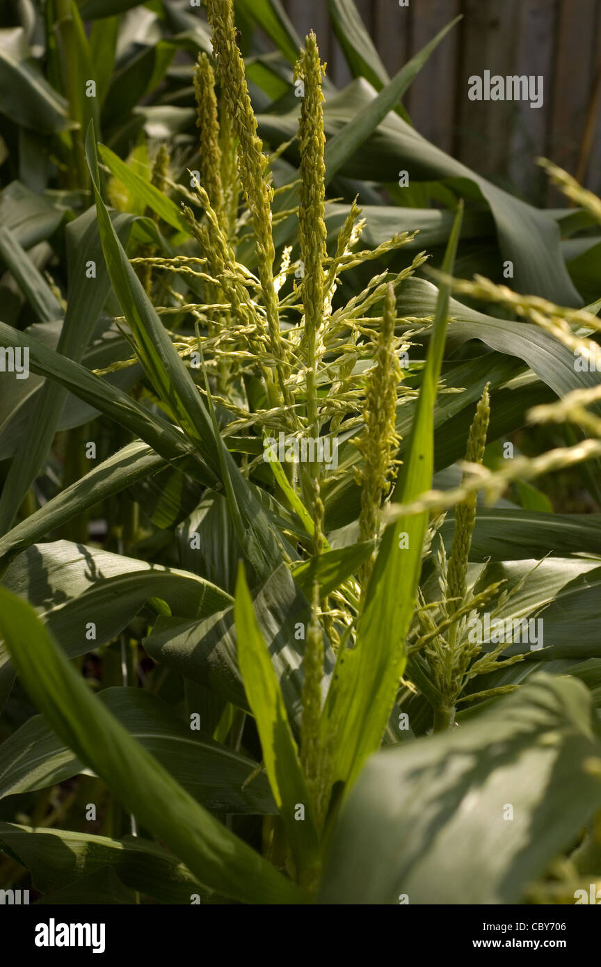 Home grown corn on the cob plants Stock Photo Alamy