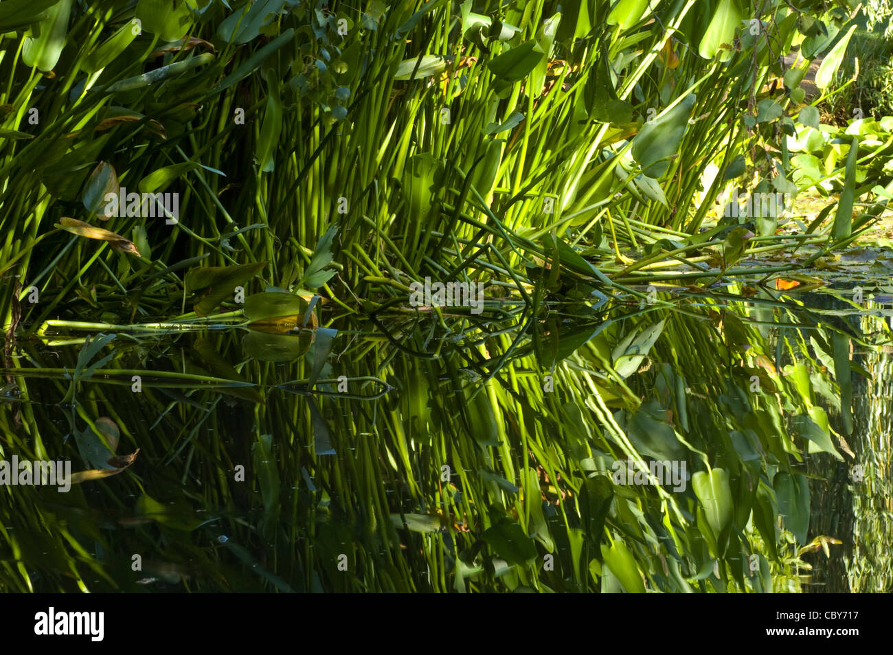 Edge of a pond featuring still water reflections and aquatic plants