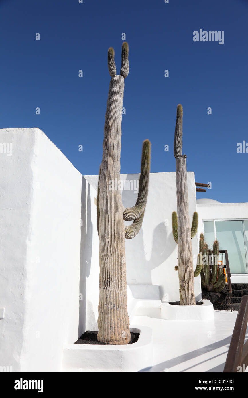 Cactuses in front of a white wall. Canary Island Lanzarote, Spain Stock Photo