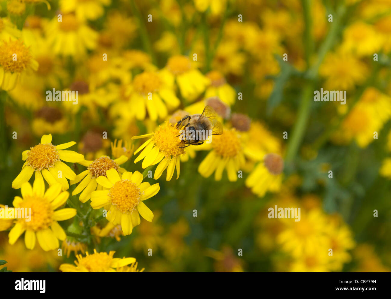 Honey bee foraging on Oxford Ragwort, Tottenham marshes, London, UK Stock Photo