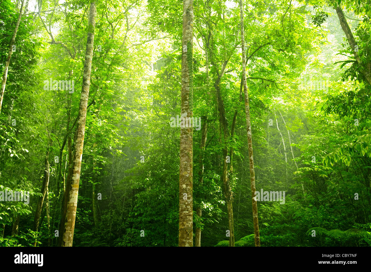 Green forest with ray of light in morning Stock Photo - Alamy