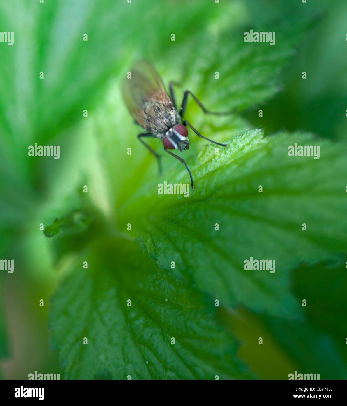 Close up fly hires stock photography and images Alamy