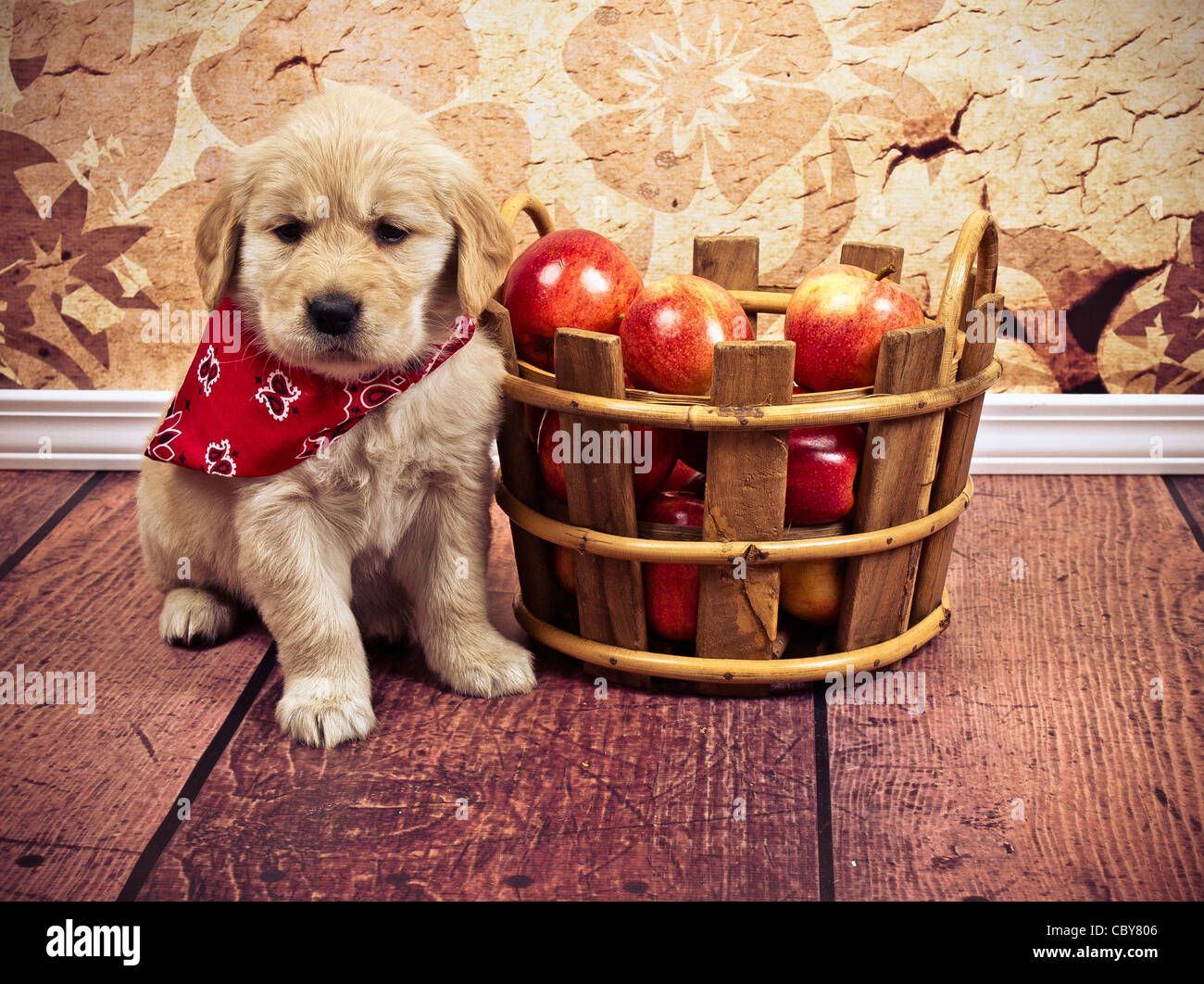 Adorable 7 week old Golden Retriever puppy sitting in on floor next to