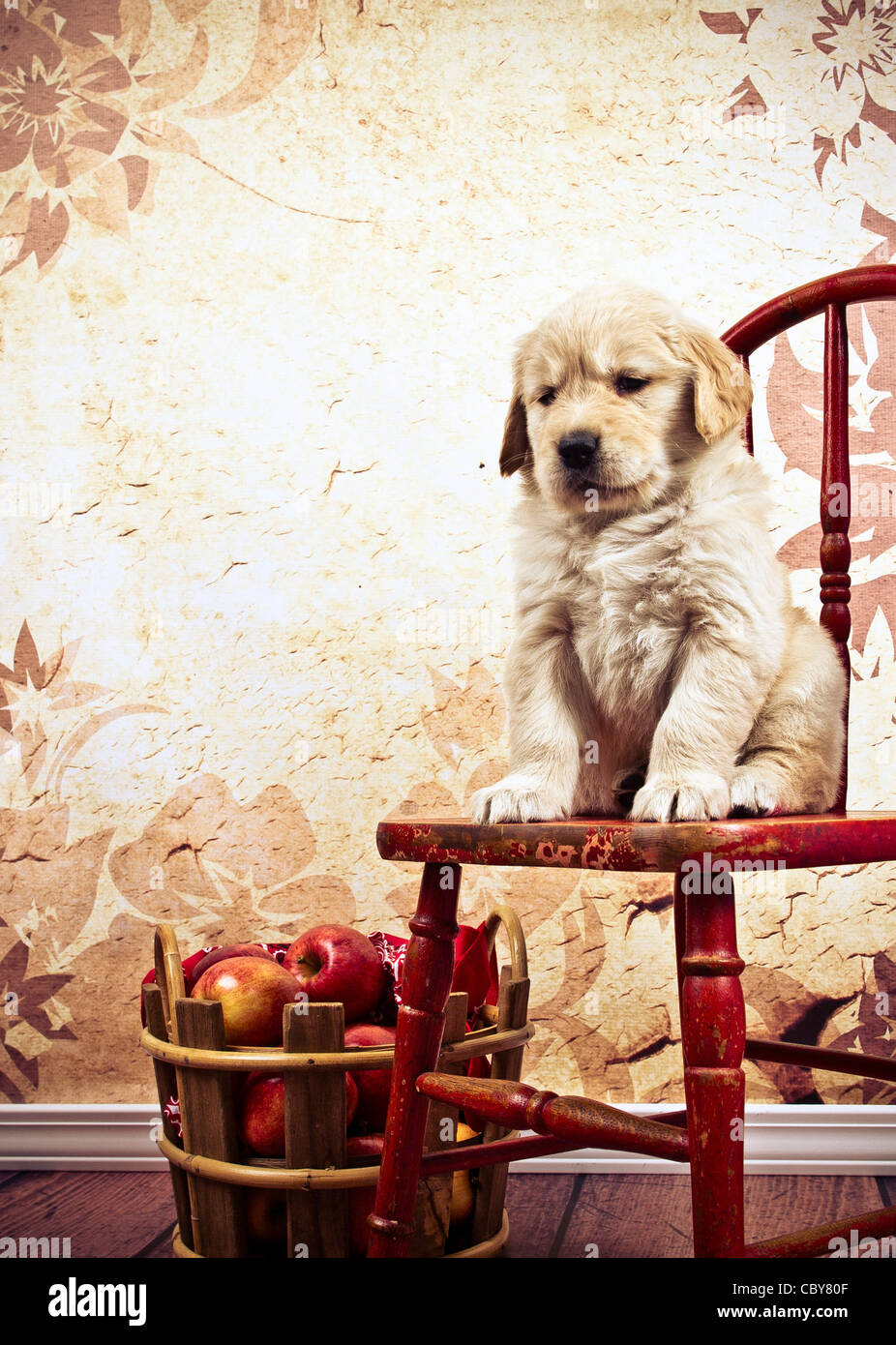 7 week old Golden Retriever puppy sitting in on a red chair next to a
