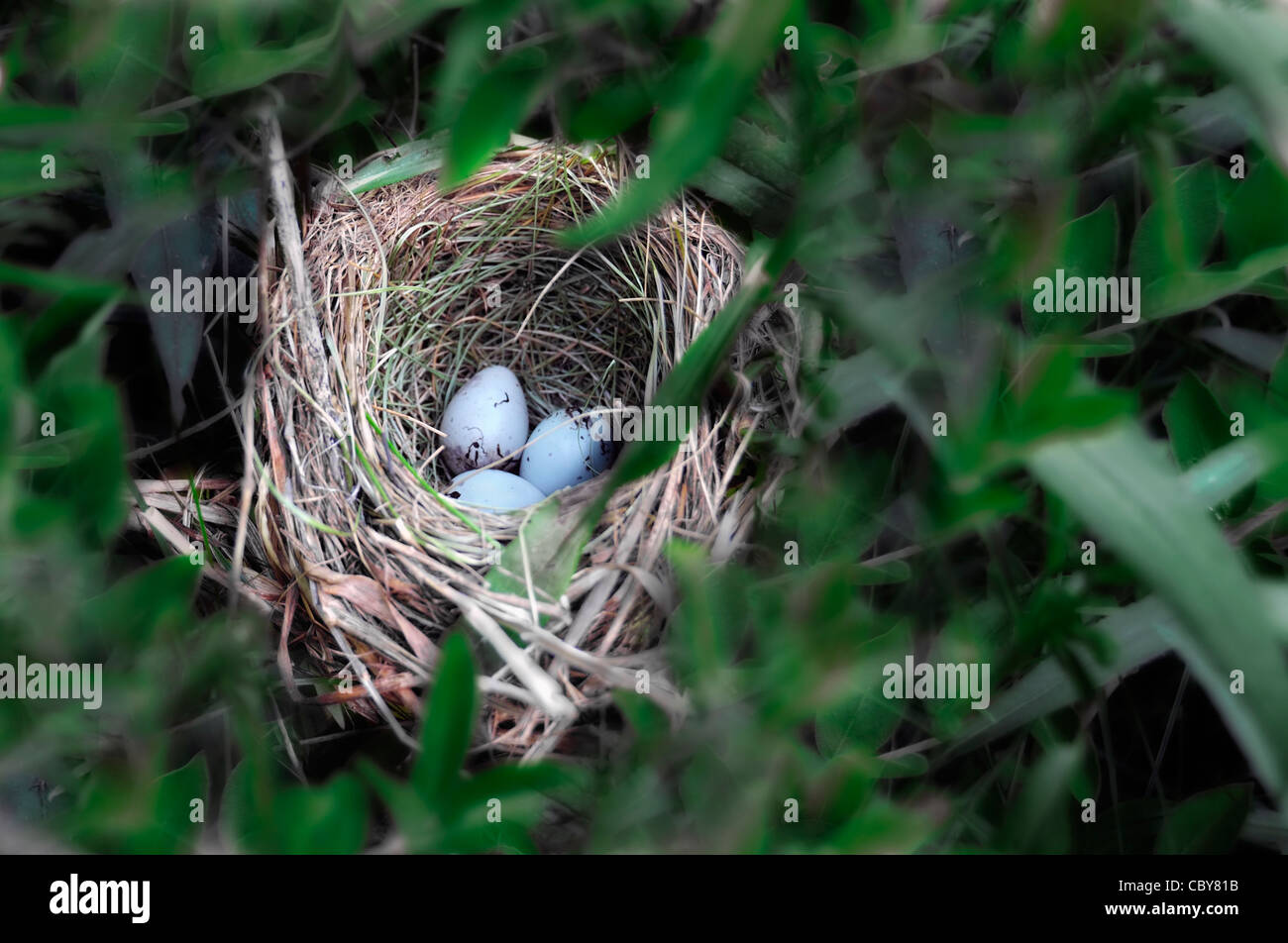 A bird's nest with blue eggs Stock Photo Alamy