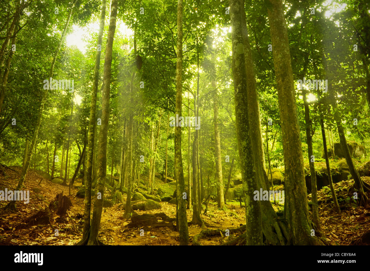 Green forest with ray of light Stock Photo - Alamy