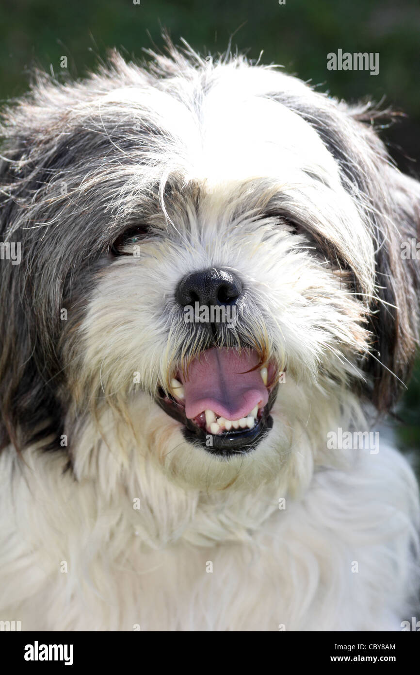Bearded collie cheap terrier mix