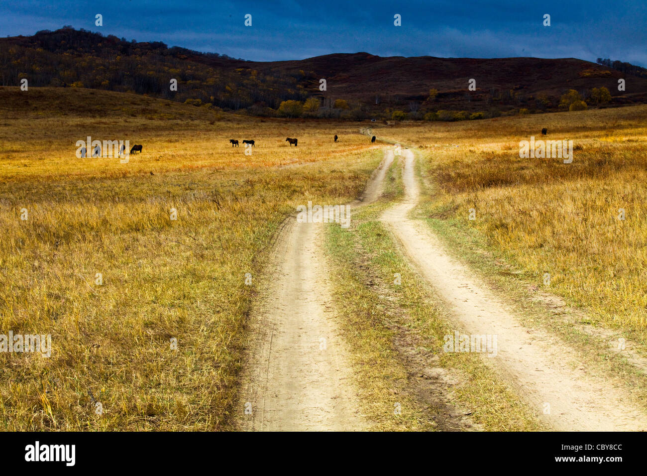 Dry grass field with dirt road and mountains in the distance Stock Photo Alamy