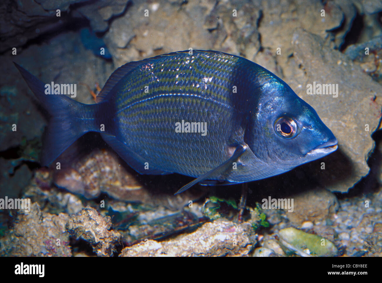 Common Two banded Seabream Diplodus Vulgaris Sparidae Mediterranean 
