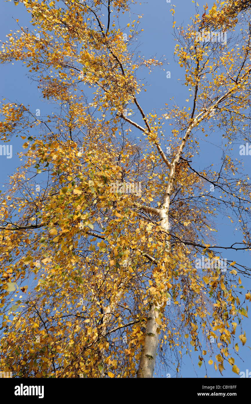 Birch tree in with autumn leaves against blue sky, UK, December Stock Photo