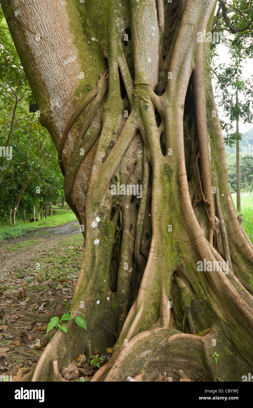 Strangler Fig Tree Hacienda Baru Costa Rica Puntarenas Province Stock Photo