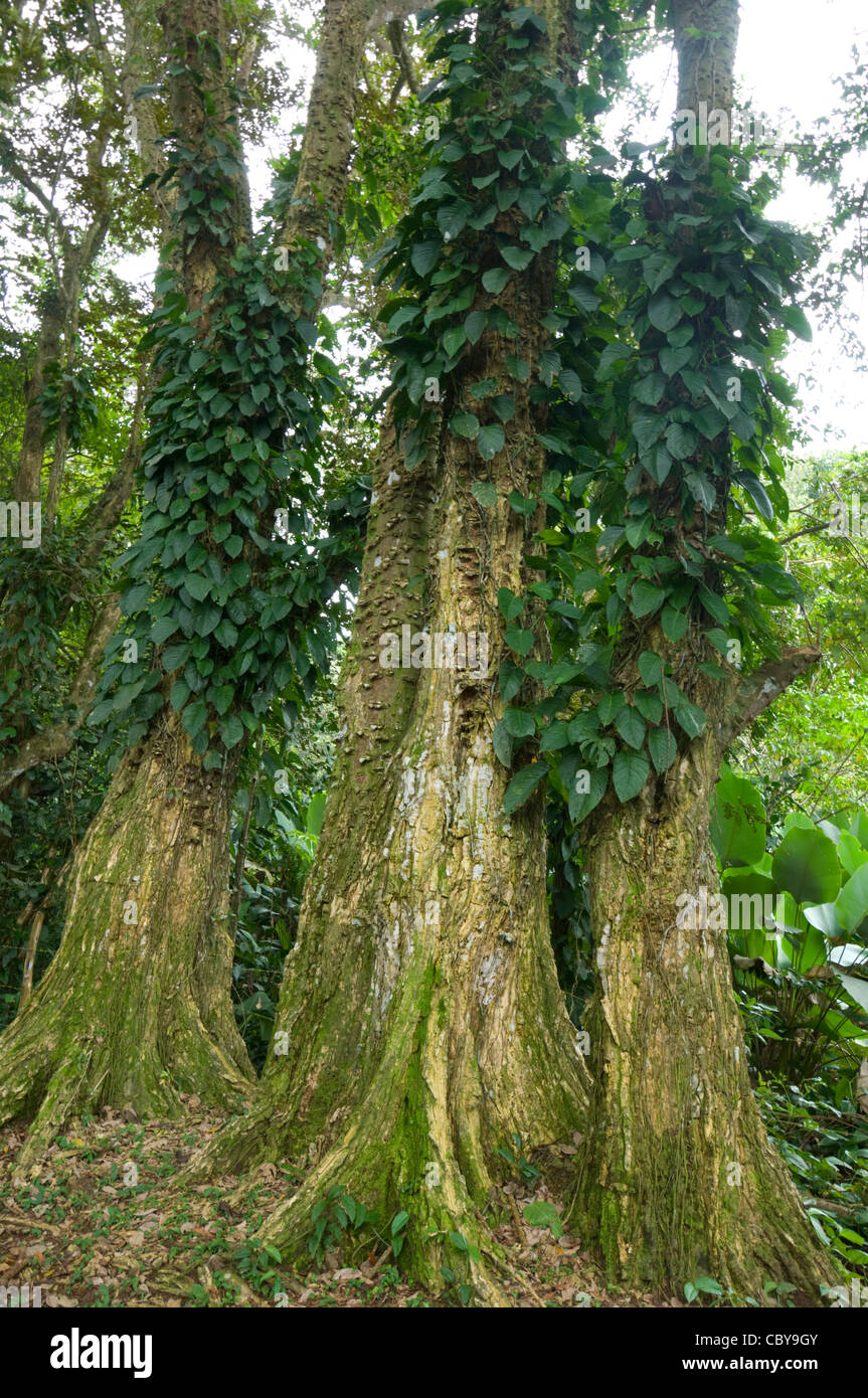 Ivy-clad Tree Hacienda Baru Costa Rica Dominical Stock Photo
