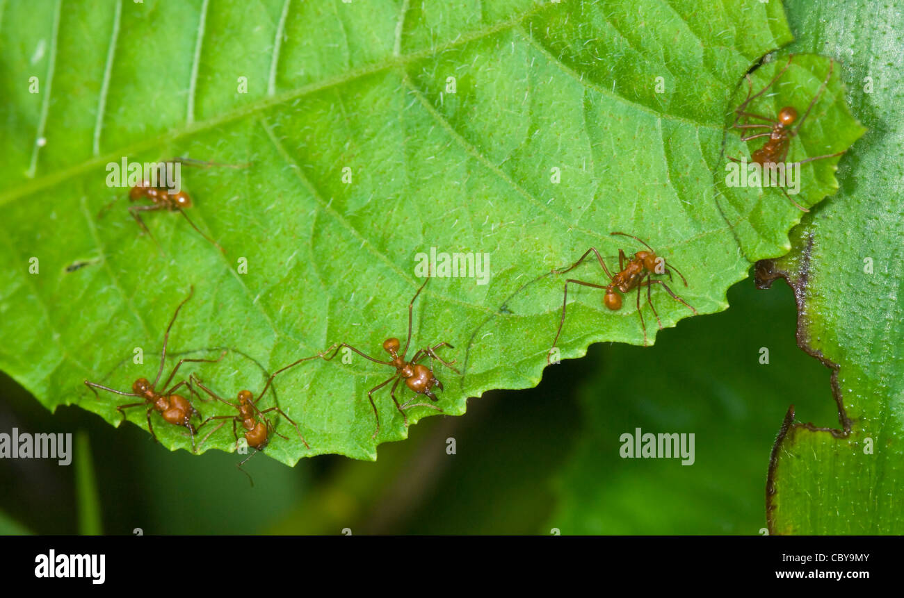 Leaf-cutter Ants, San Vito, Costa Rica, Puntarenas Province Stock Photo